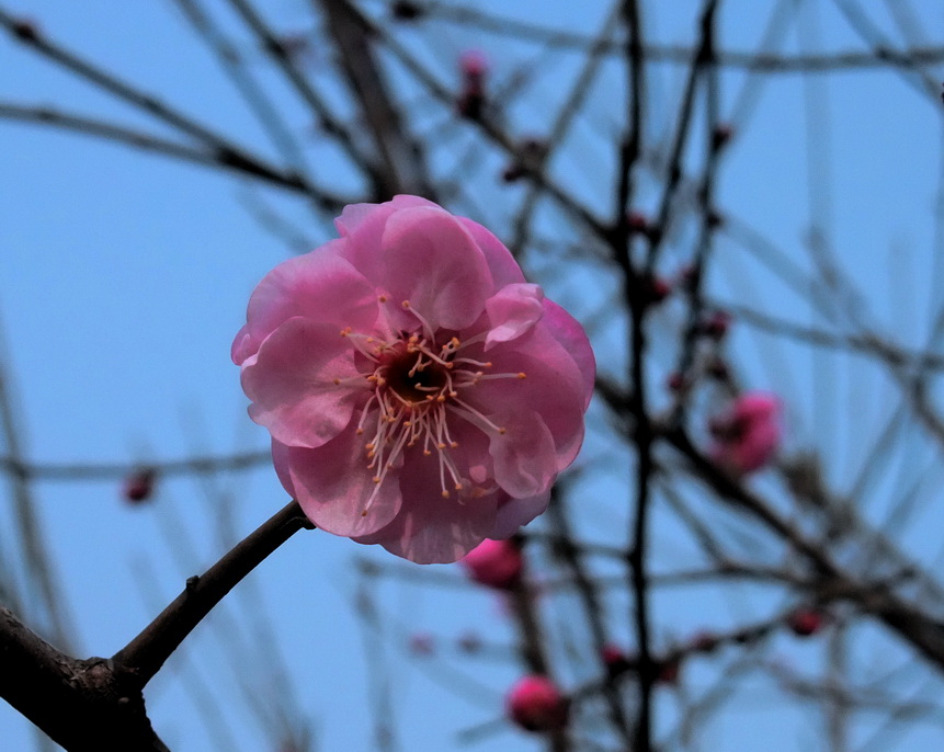 dscf9075.jpg