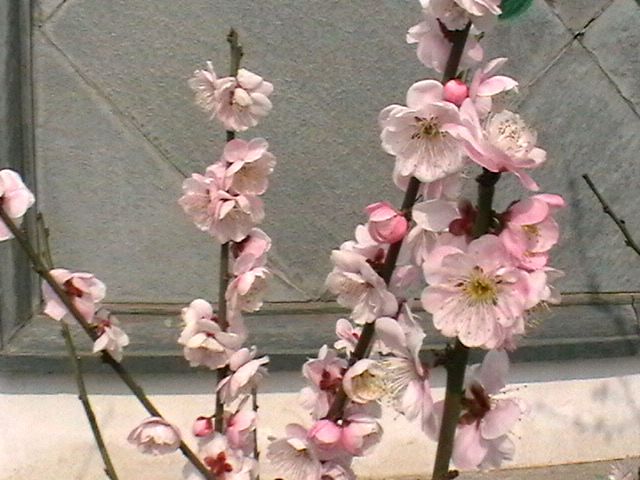 imga0385.jpg