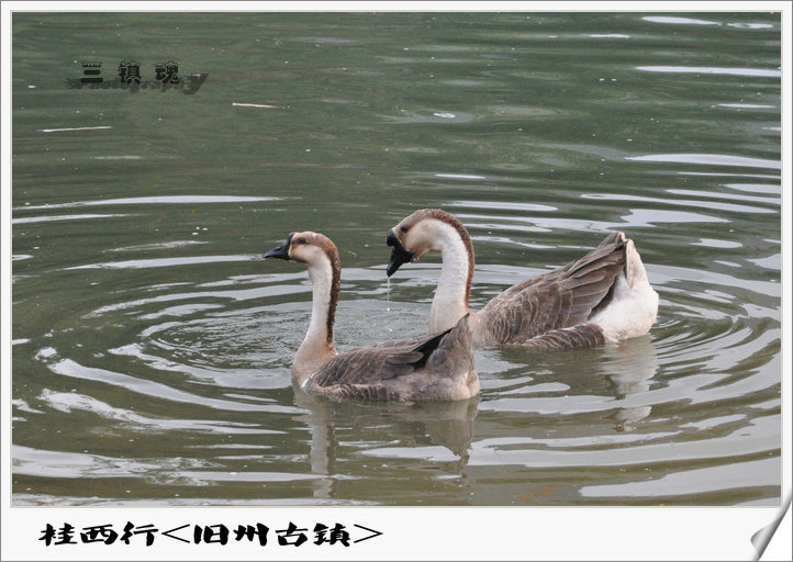 dsc_5529.jpg
