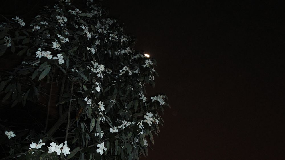 neo_img_dsc02002.jpg