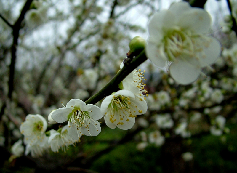 dscf2513.jpg