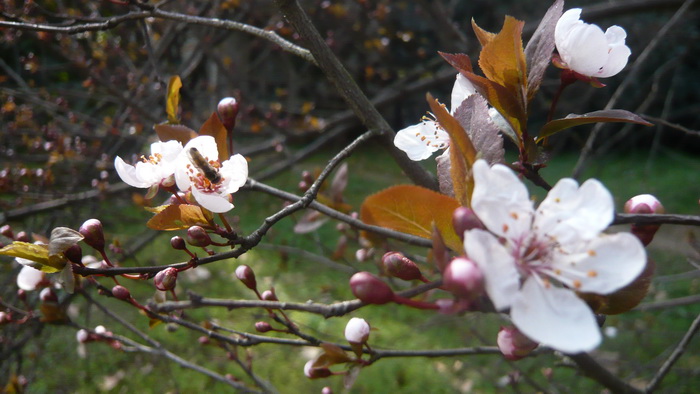 p1100431.jpg