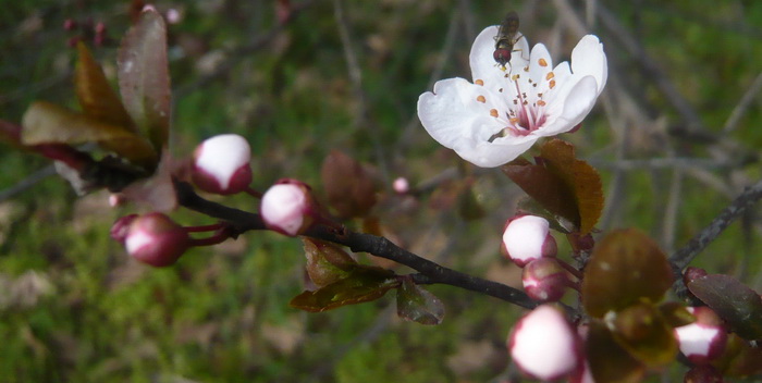 p1100441.jpg