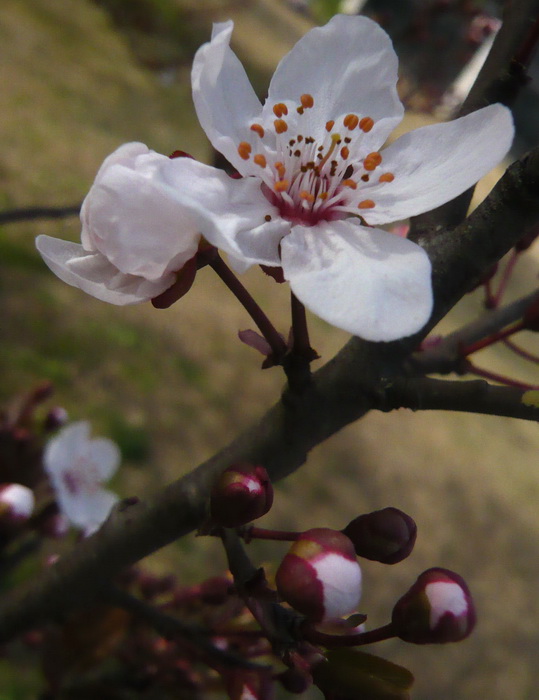 p1100487.jpg