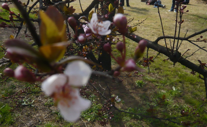 p1100481.jpg
