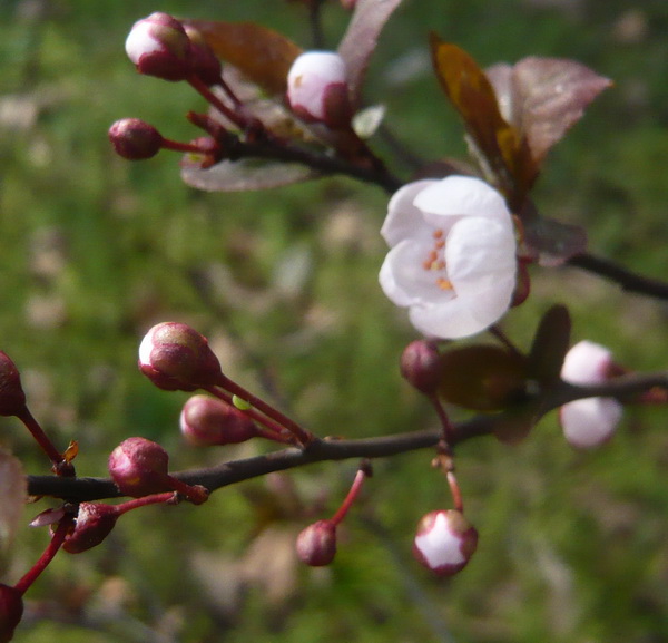 p1100439.jpg