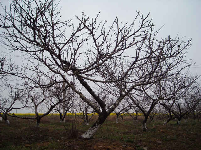 dscn4079.jpg