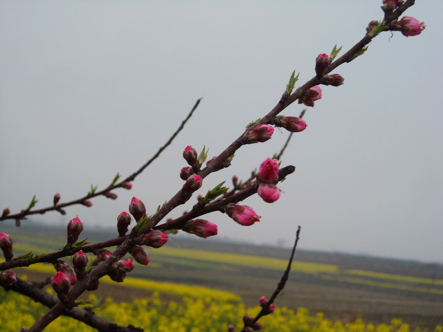 dscn4105.jpg