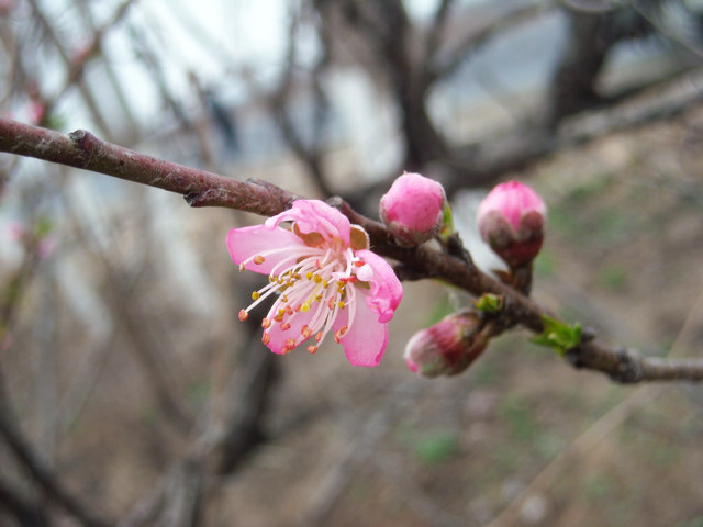 dscn4078.jpg