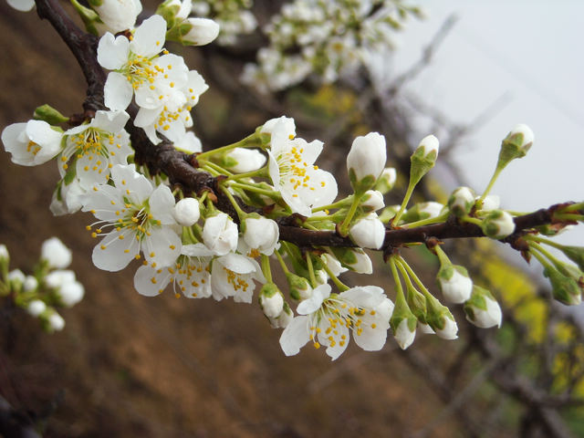 dscn4110.jpg