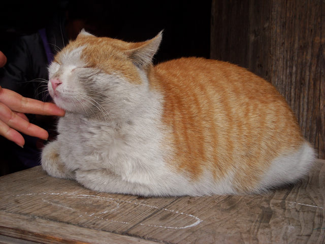 dscn4132.jpg