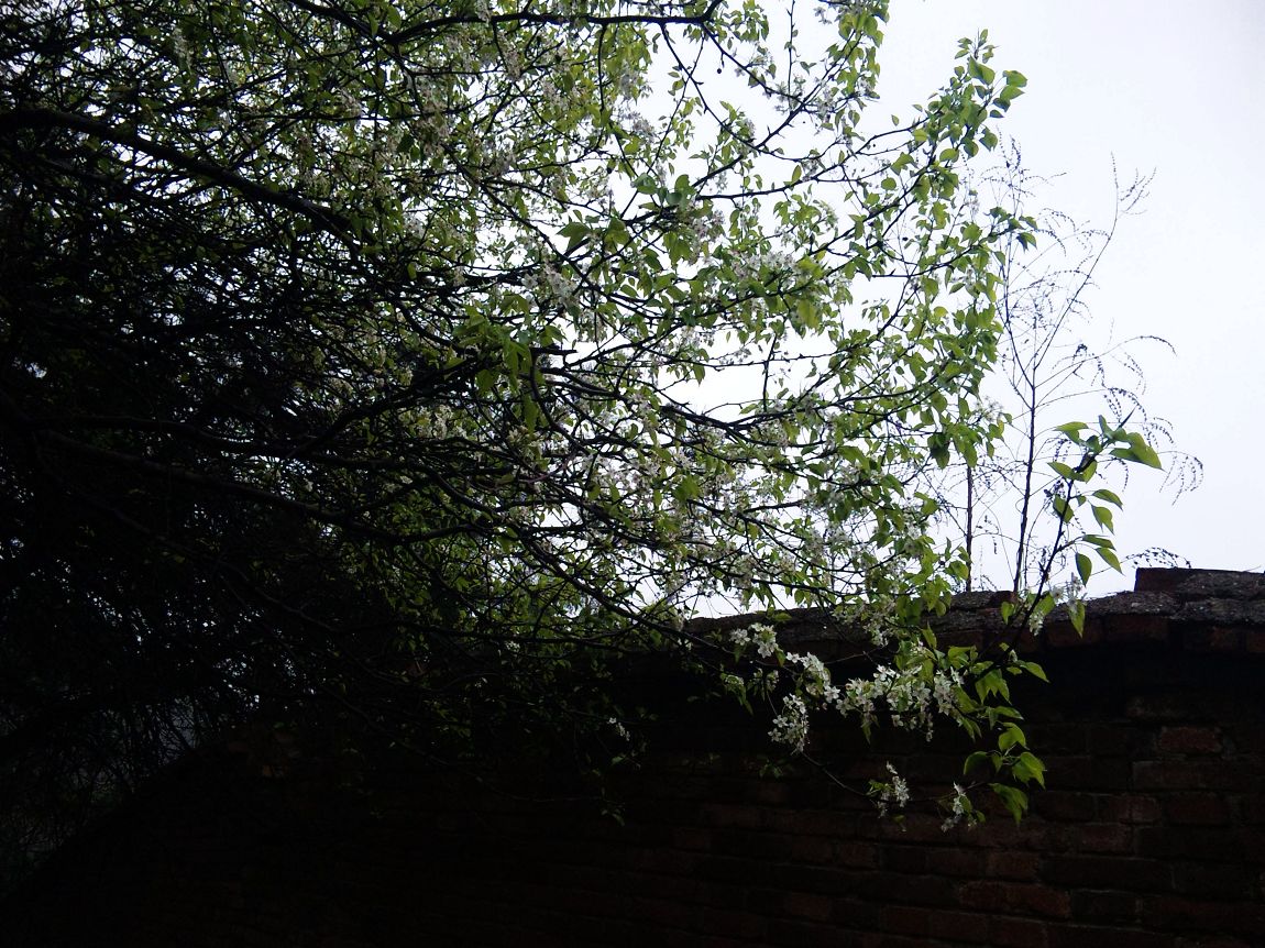 neo_img_dvc00043.jpg