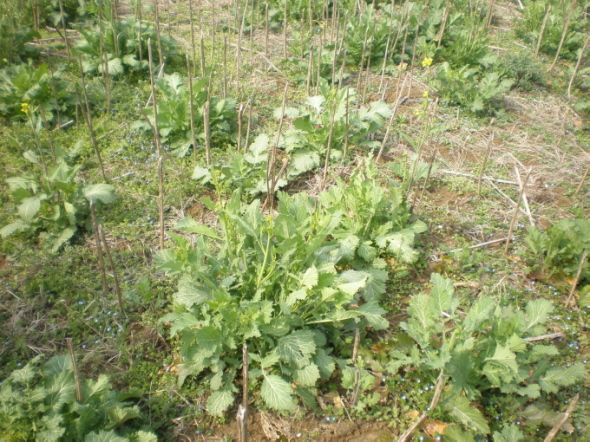 20110302_04.jpg