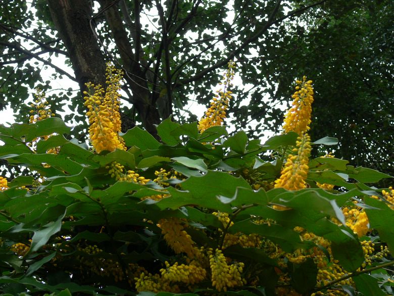 p1120707.jpg