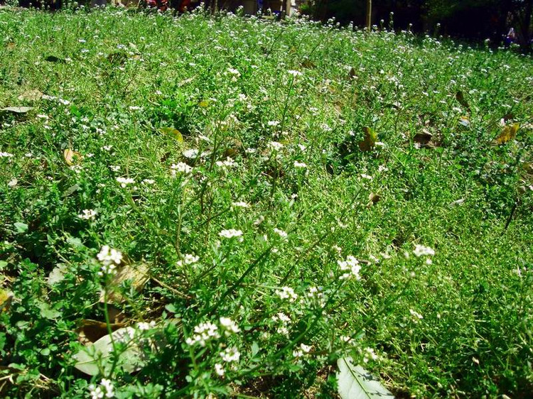 地米菜花001.jpg
