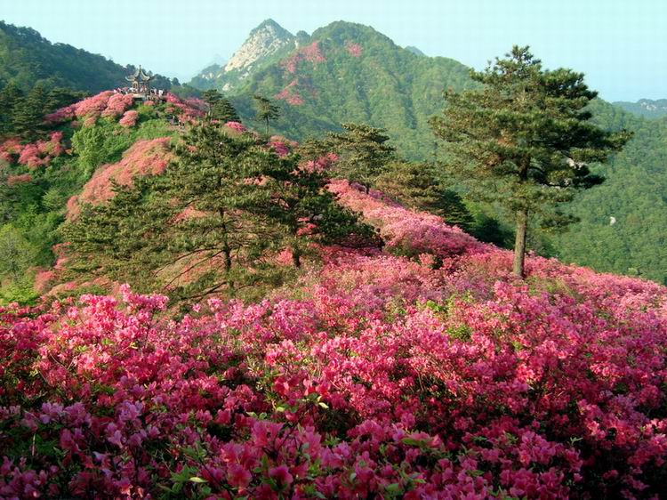 映山红001.jpg