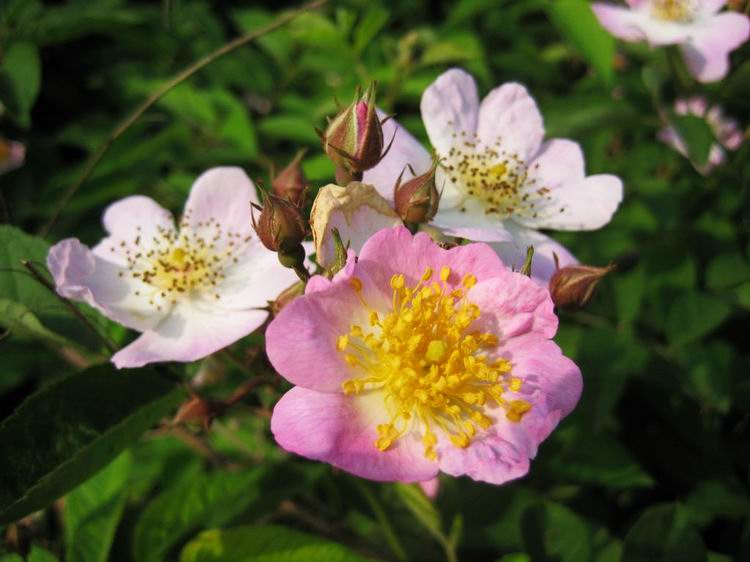 野蔷薇花002（非我拍摄）.jpg