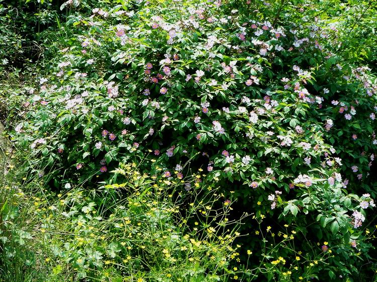 野蔷薇花.jpg