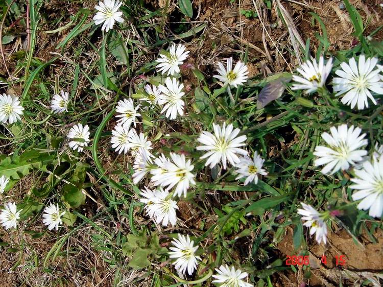 白色的苦菜花001？.jpg