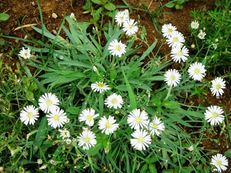 白色的苦菜花002？.jpg