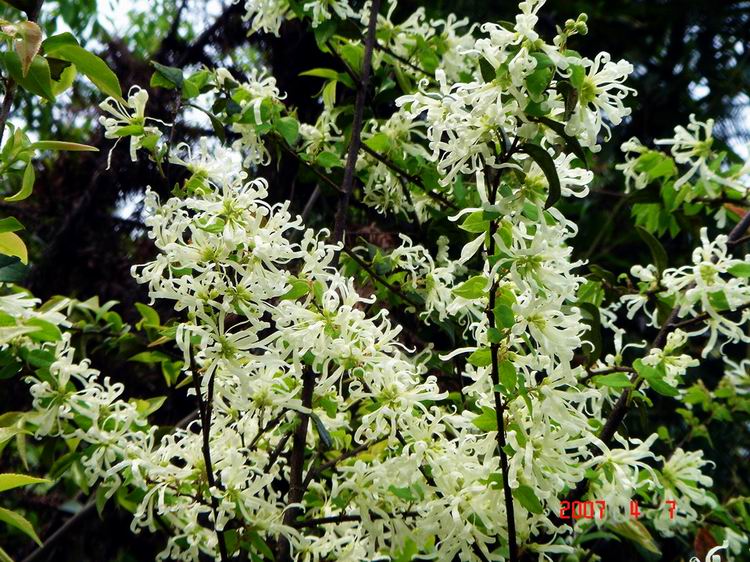 荒野到处都是的野白花.jpg