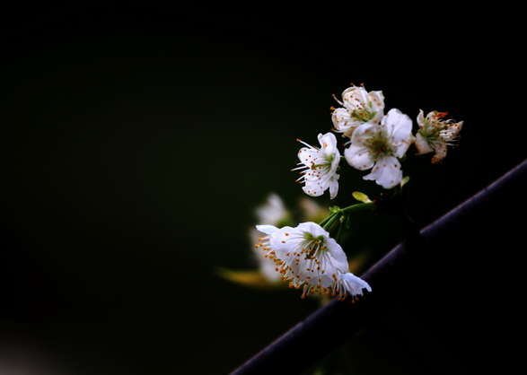 img_3225a.jpg