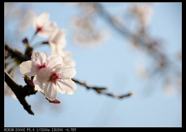 dsc_2100.jpg