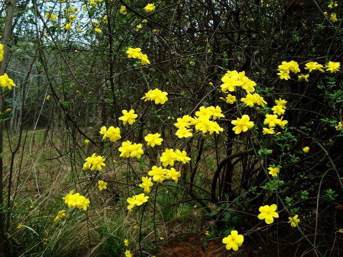 迎春花001.jpg