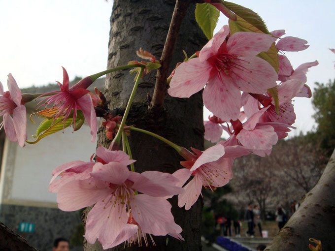 dsc03109.jpg