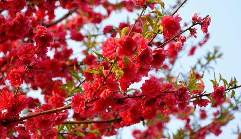 dsc_0268.jpg