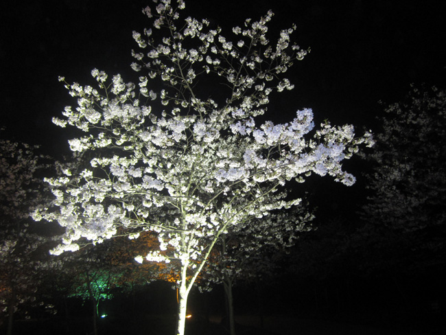 img_9265.jpg