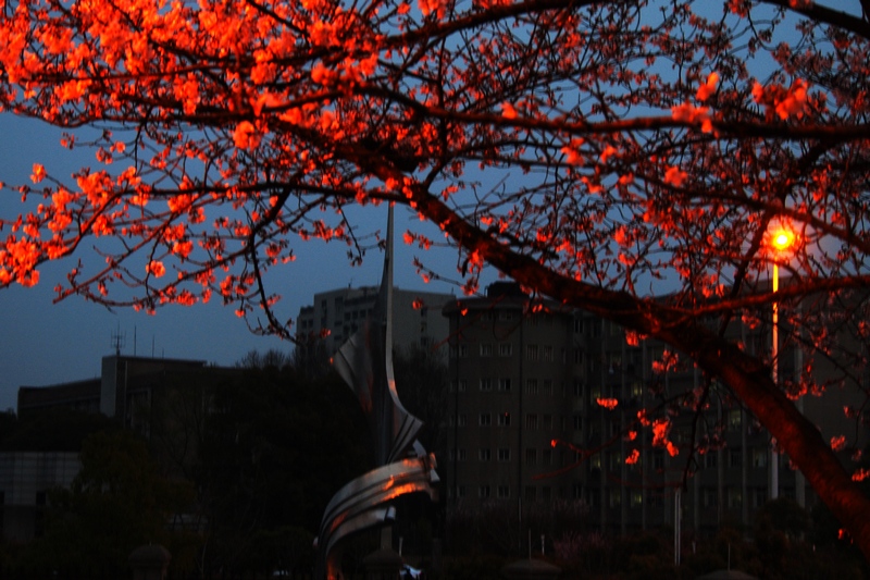 k1266605.jpg