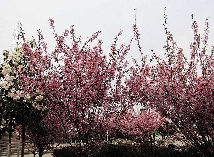 Ƭ 044.jpg