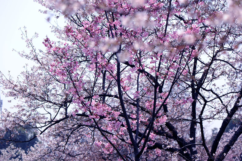 dsc_5814a.jpg