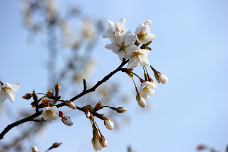 dsc_5584a.jpg