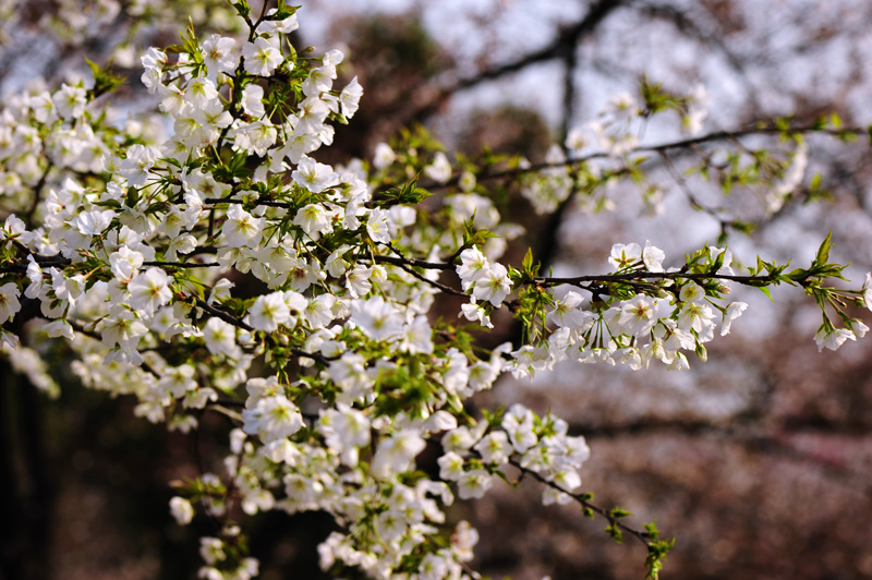 dsc_5585a.jpg