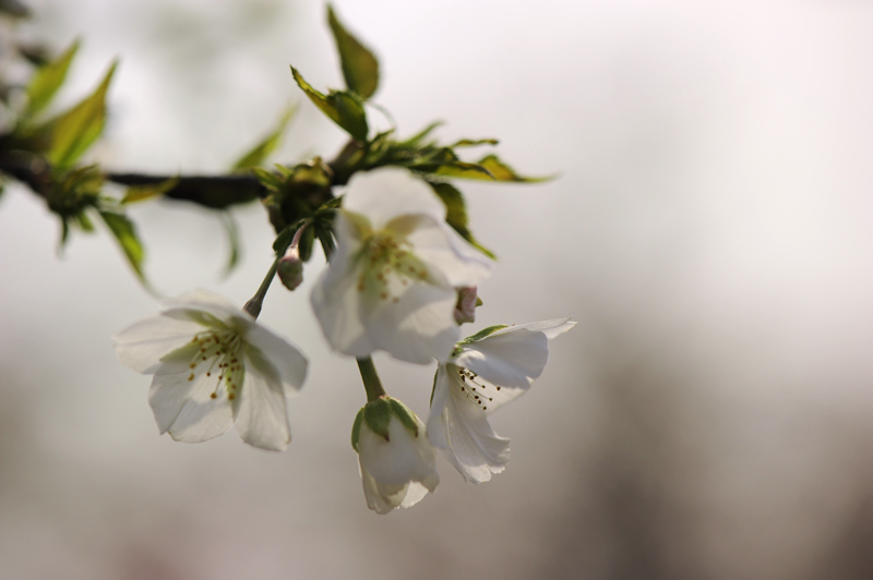 dsc_5588a.jpg