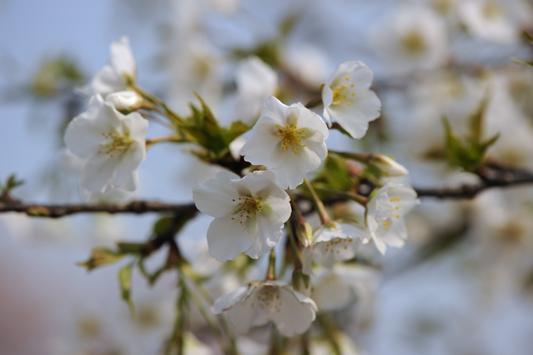 dsc_5590a.jpg