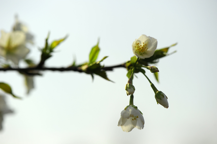 dsc_5592a.jpg