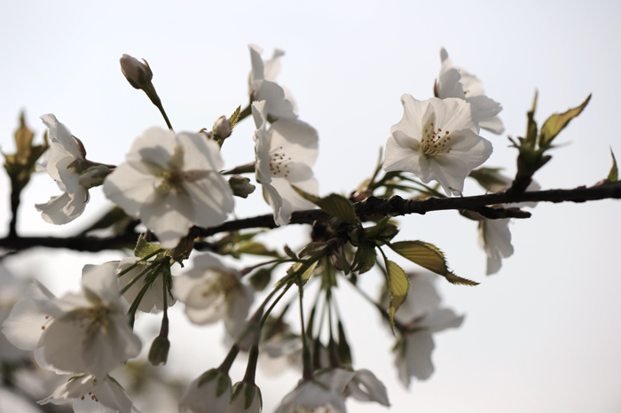 dsc_5594a.jpg