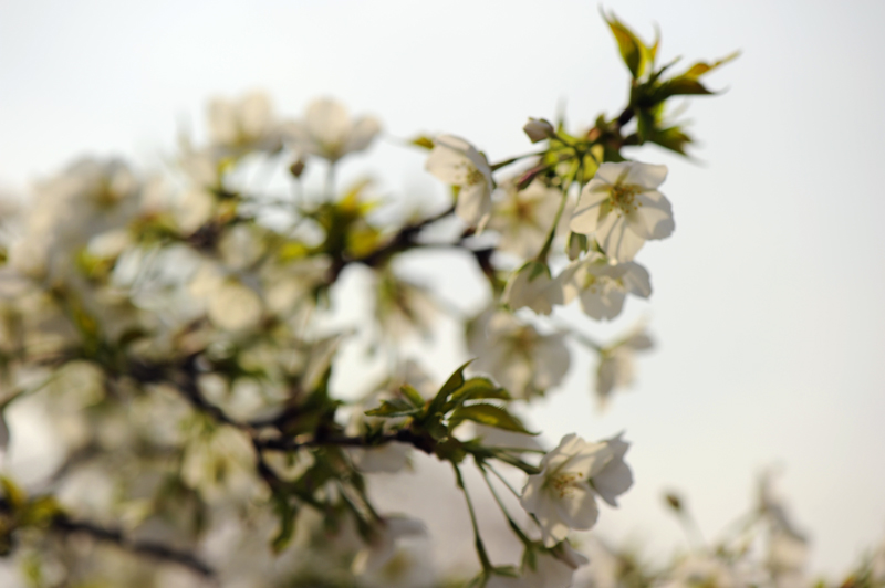dsc_5595a.jpg