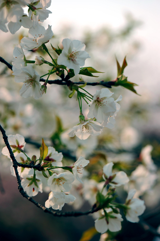 dsc_5597a.jpg