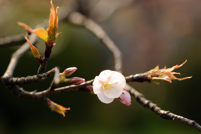 dsc_5608a.jpg