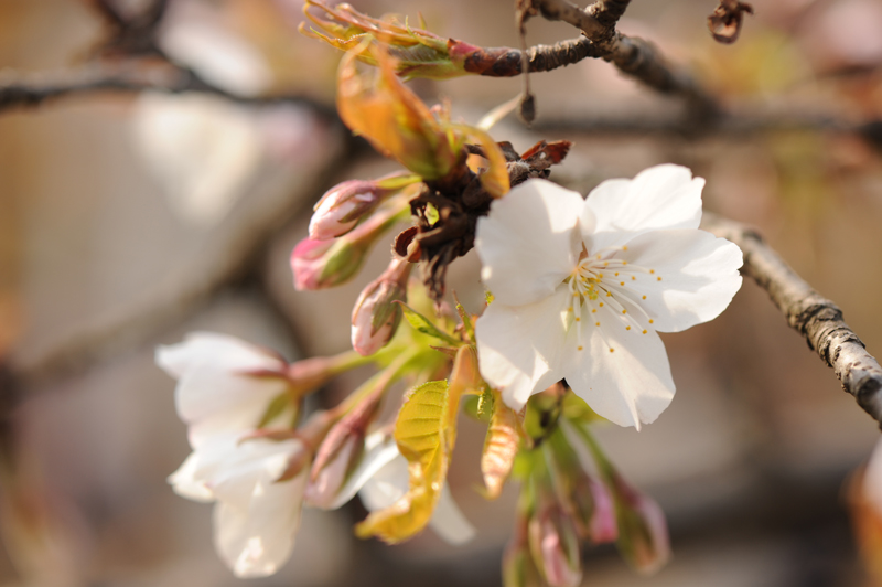 dsc_5609a.jpg