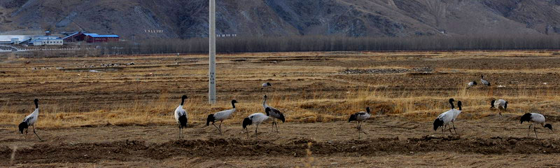 dsc_0009ھ.jpg