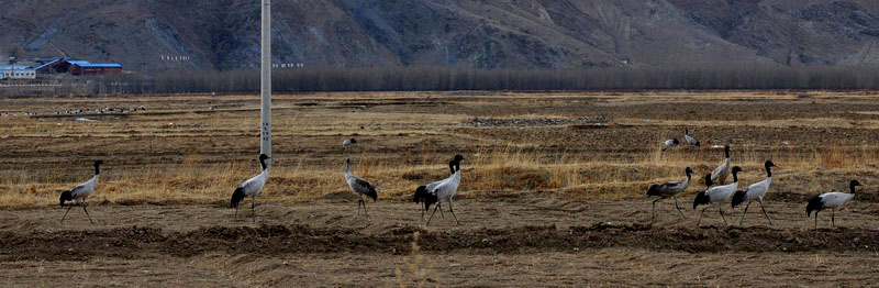 dsc_0010ھ.jpg
