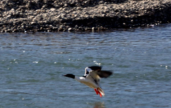 dsc_0598ѼҲܷ.jpg