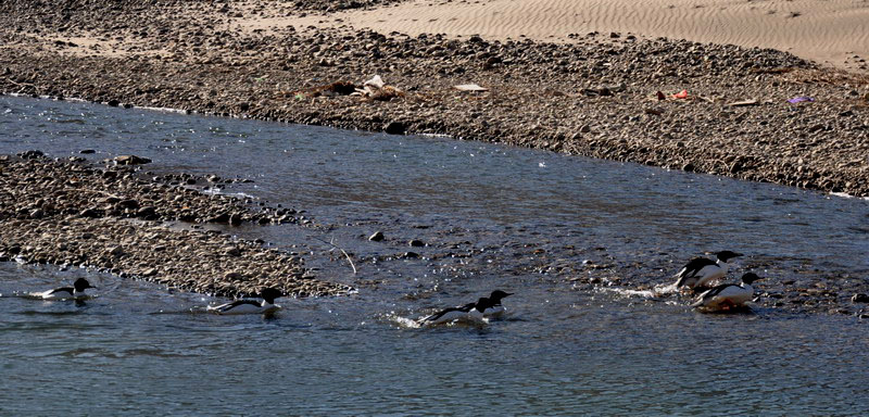 dsc_0605Ѽ.jpg
