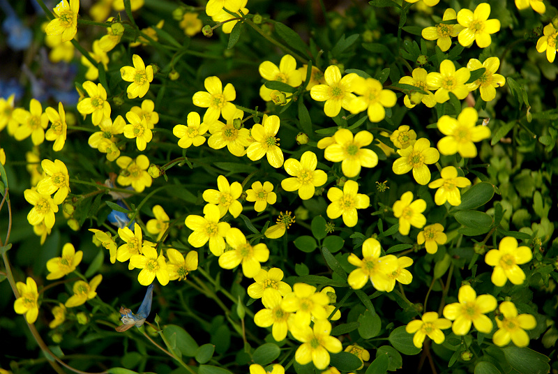 dsc_0043.jpg