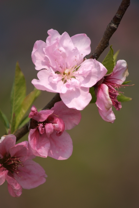 neo_img__dsc7030.jpg